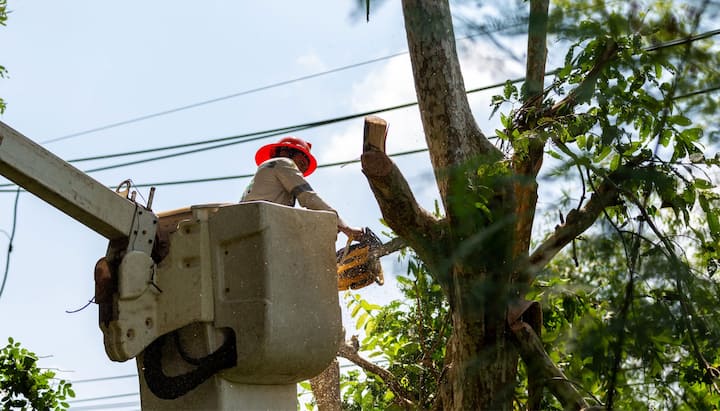 A professional in a bucket truck uses a chainsaw to cut limbs from a Baltimore, MD tree.