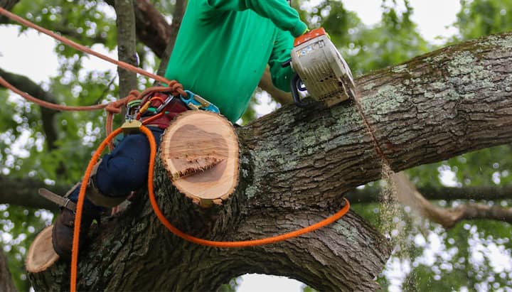 A tree removal expert uses a harness for safety while cutting a tree in a Baltimore, MA yard.