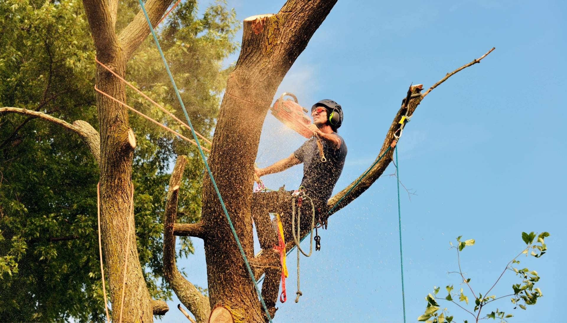 An expert tree removal technician cuts the limb off a tree on a Balitmore. MD property.
