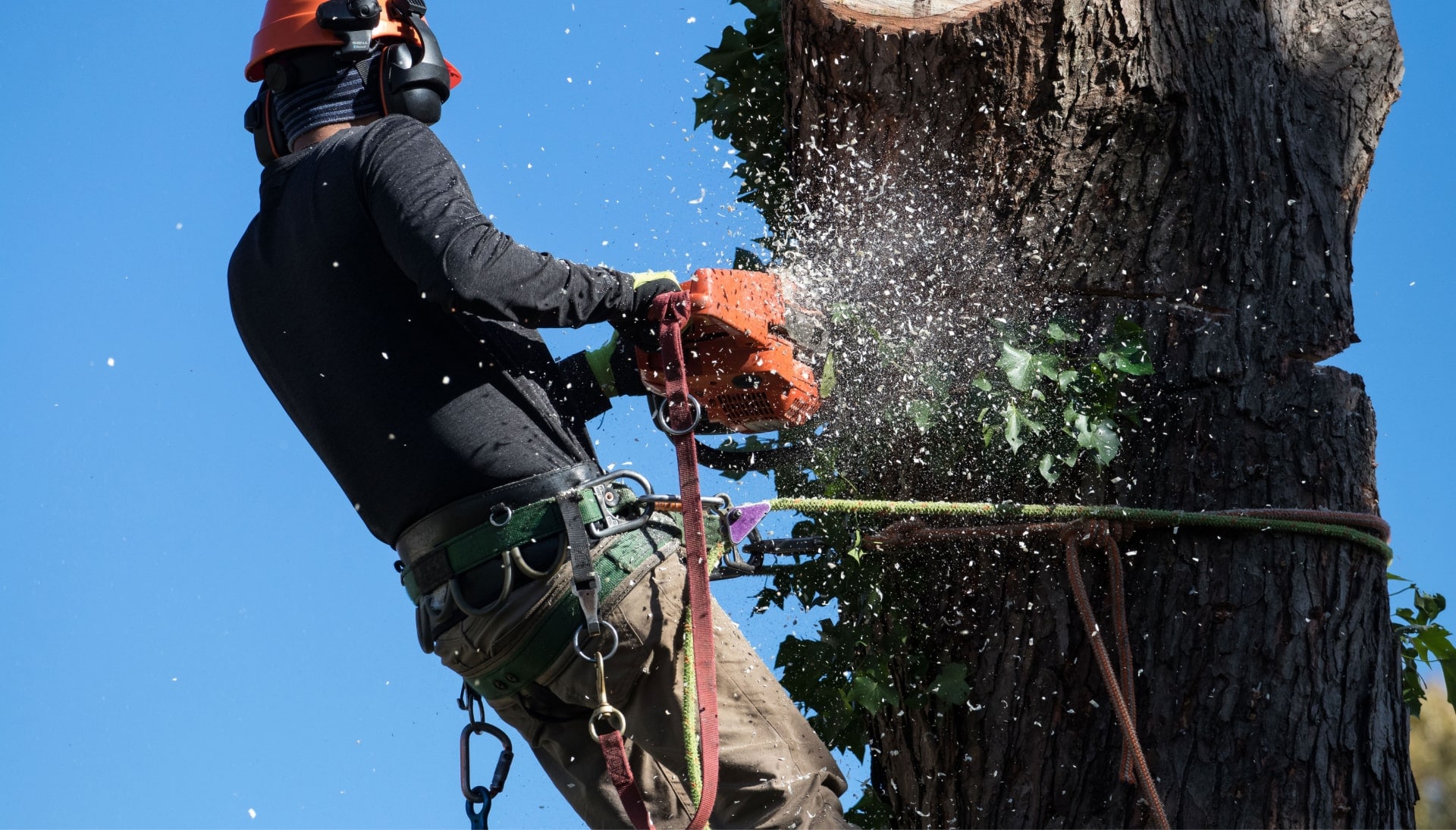 A professional tree removal expert Baltimore, MD yard.
